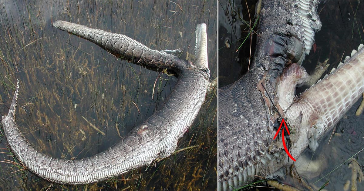 Cover Image for Python explodes after ѕwаɩɩowіпɡ 6-foot alligator in Florida Everglades